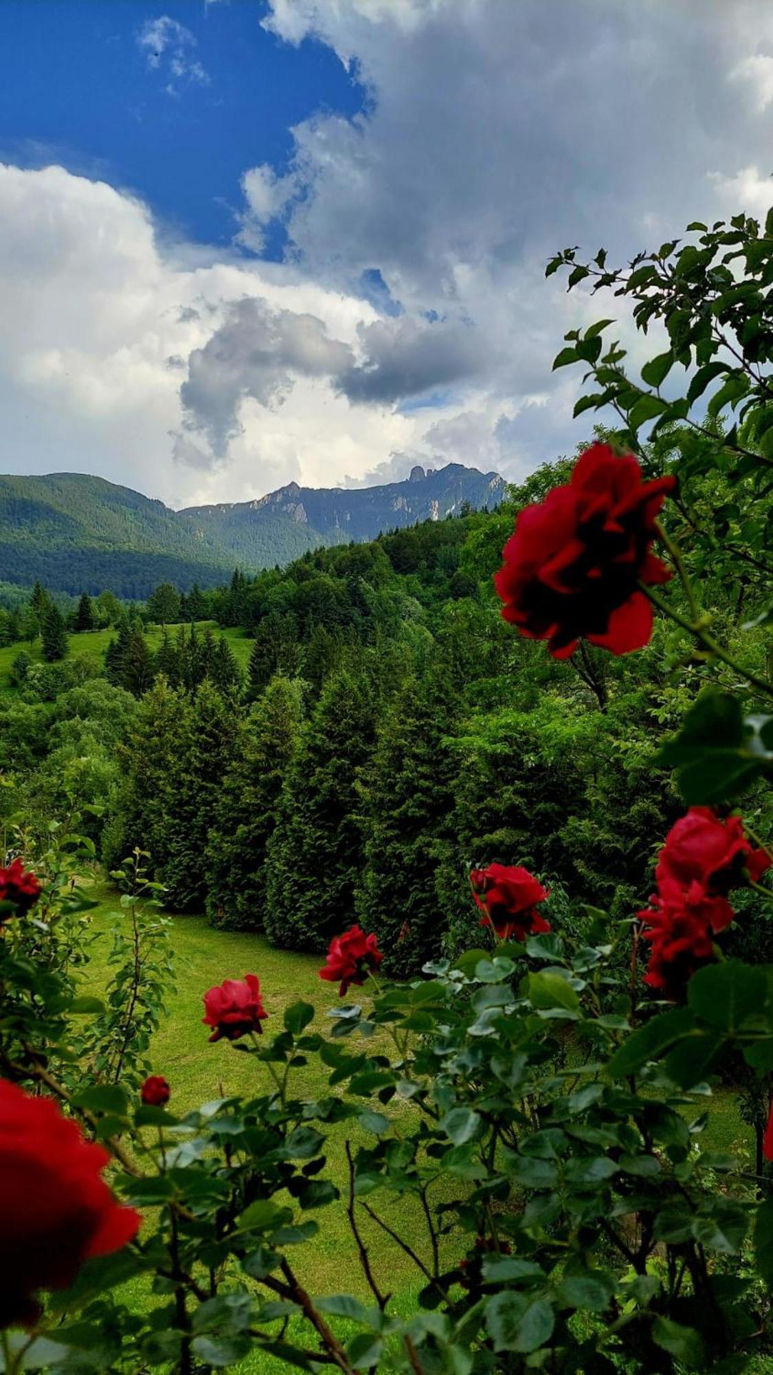 Cabana Dochita Ceahlău Exteriör bild